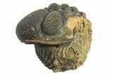 Wide Enrolled Morocops Trilobite - Morocco #296595-1